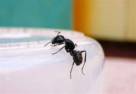 家裡螞蟻很多怎麼辦